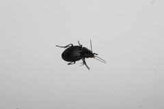 Licinus silphoides