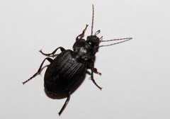 Licinus silphoides