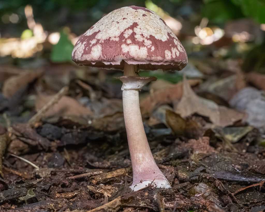 Leucocoprinus lilaceus · March 2026 · photo: © deniszabin (iNaturalist, cc-by)