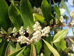 Angiospermae