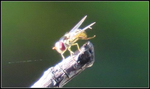 Unknown species found near Foothill Ranch, Lake Forest, CA 92610, USA