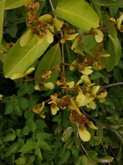 Heteropterys laurifolia
