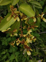 Heteropterys laurifolia