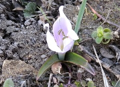 Colchicum eichleri