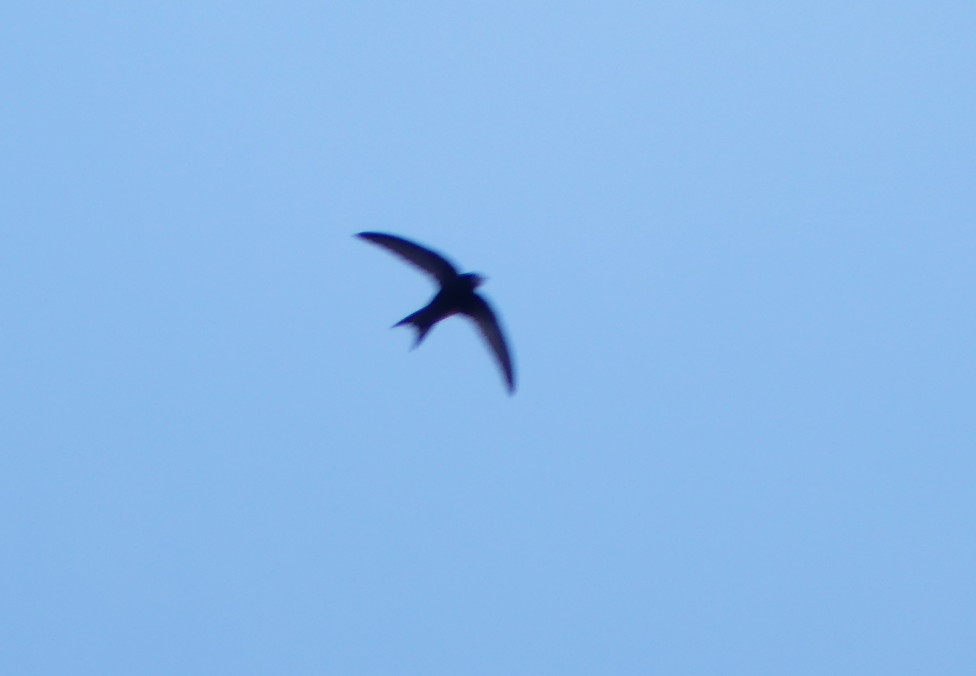 Apus apus (Linnaeus, 1758)