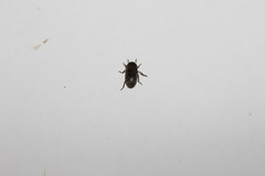 Dermestes intermedius