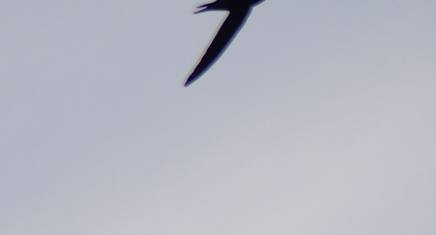 Apus apus (Linnaeus, 1758)
