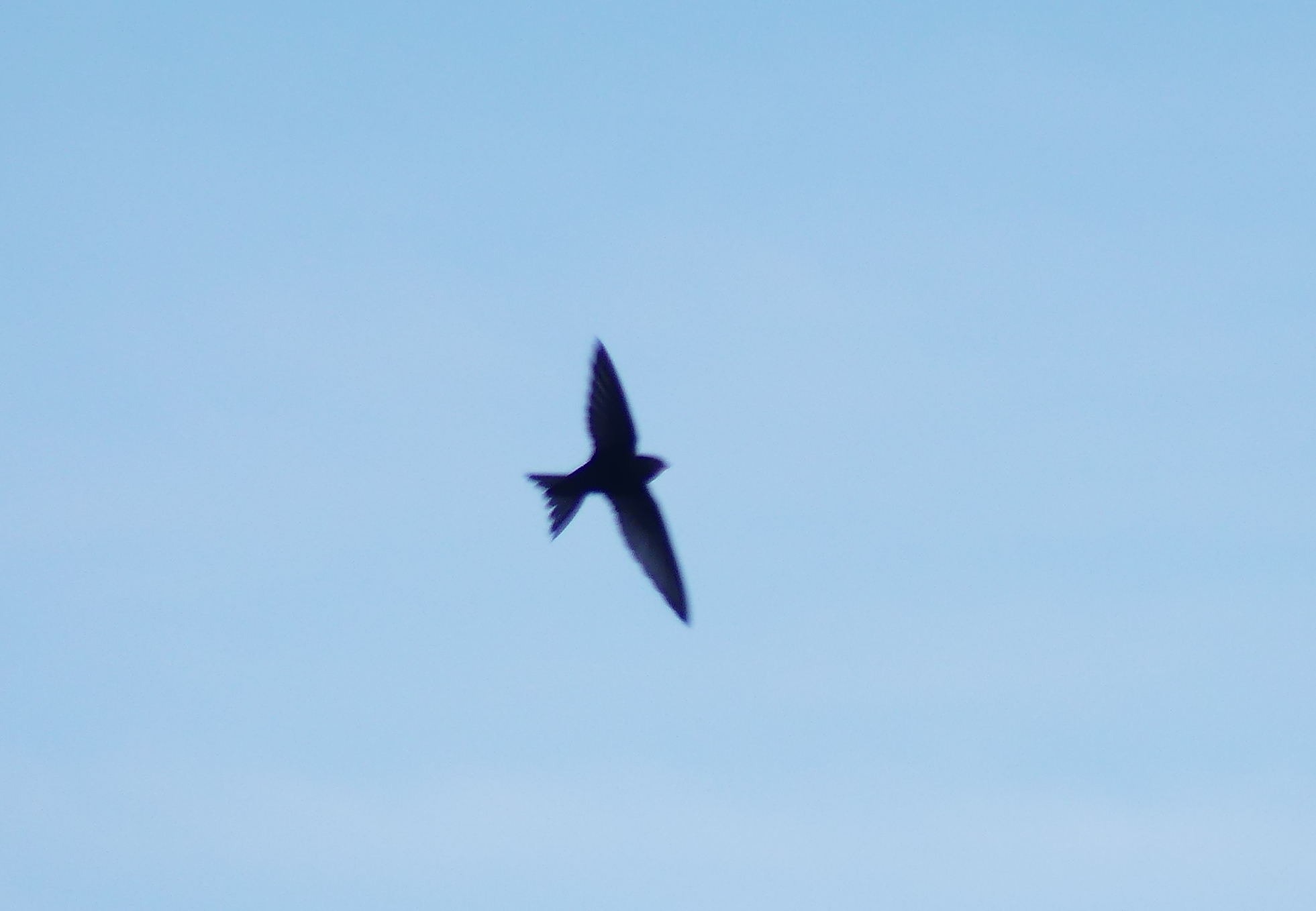 Apus apus (Linnaeus, 1758)