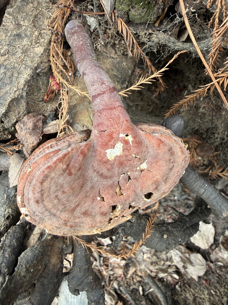 Ganoderma curtisii · March 2026 · photo: © aviatrix-79 (iNaturalist, cc-by-sa)