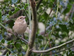Fringilla coelebs