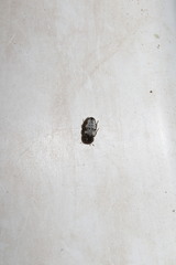 Dermestes intermedius