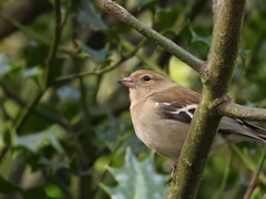 Fringilla coelebs