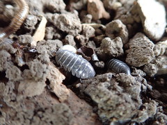 Armadillidium vulgare