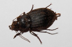 Licinus silphoides