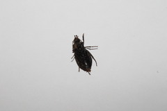 Licinus silphoides
