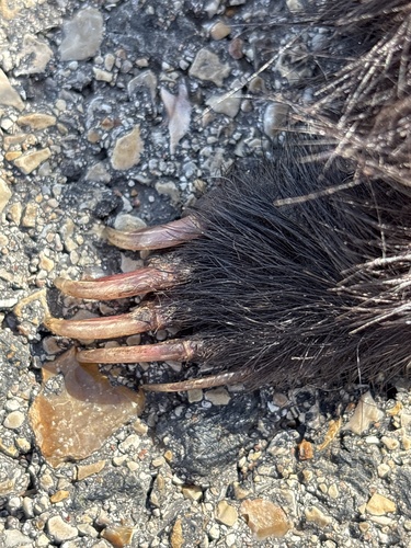 American Hog-nosed Skunk observed by sambiology