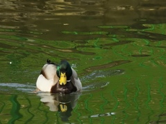 Anas platyrhynchos
