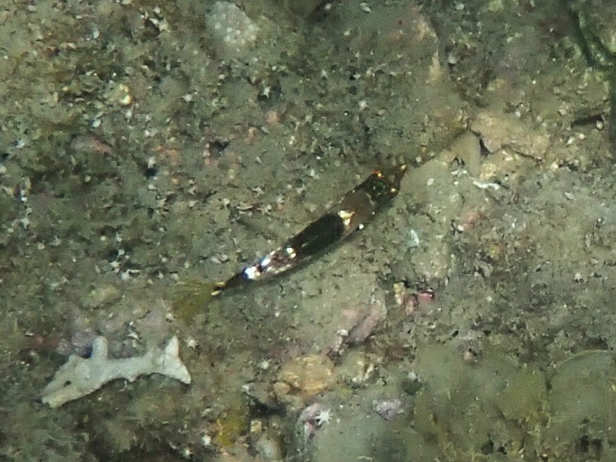Checkerboard wrasse