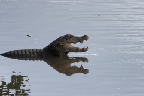 Cuvier's Dwarf Caiman