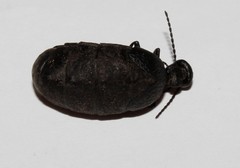 Eurymeloe