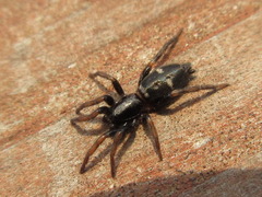 Kishidaia coreana