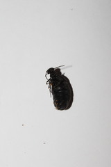 Eurymeloe