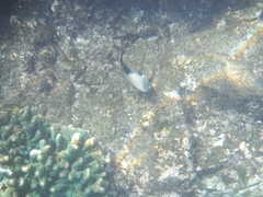 Stegastes acapulcoensis