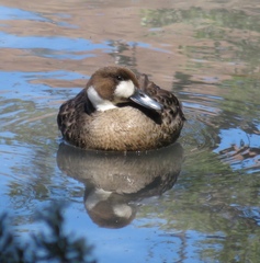 Speculanas specularis