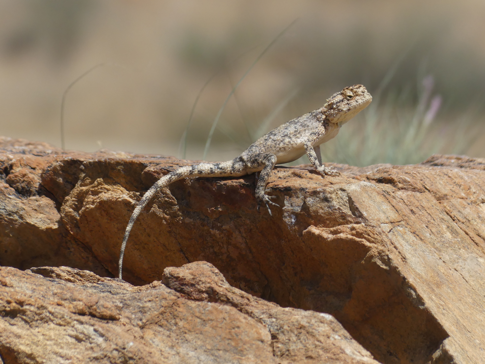 Agama anchietae Bocage, 1896