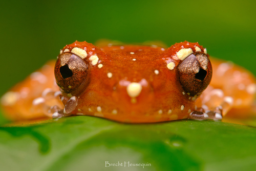 Nyctixalus pictus