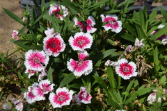 Dianthus chinensis × barbatus
