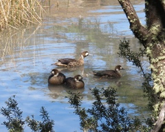 Speculanas specularis