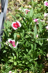 Dianthus chinensis × barbatus