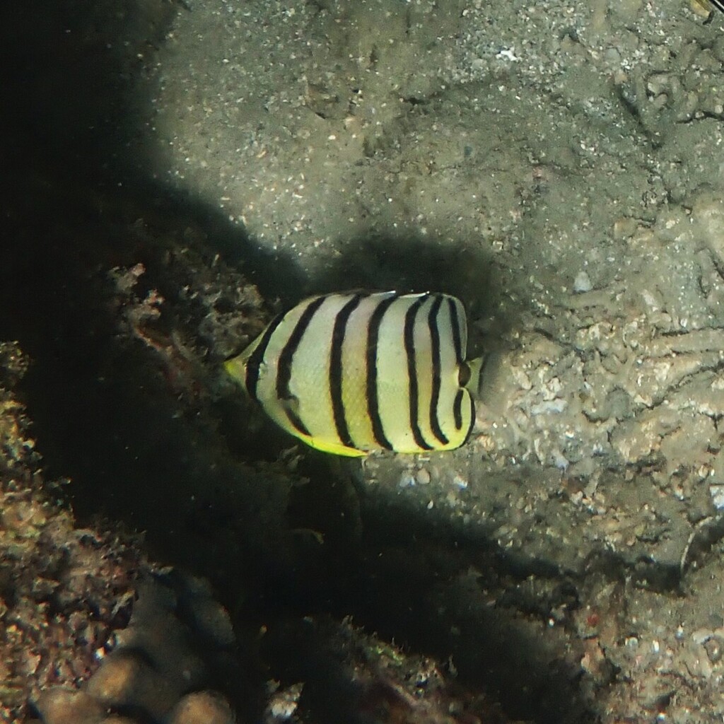 Eightband butterflyfish