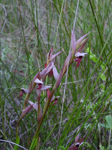 Narrow-Flowered Tongue Orchid (Serapias strictiflora)