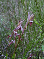 Serapias strictiflora, photograph (c) Duarte Frade, some rights reserved (CC BY)