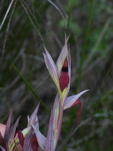 Serapias strictiflora, photograph 6
