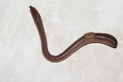 Octodrilus complanatus