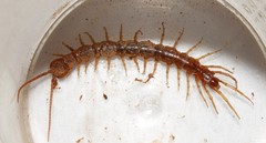 Lithobius carinatus