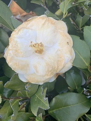 Camellia