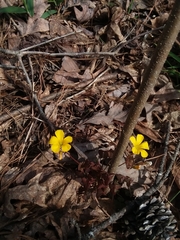 Oxalis colorea