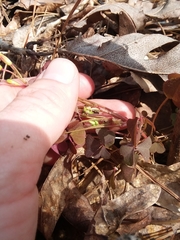 Oxalis colorea