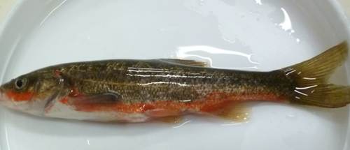 Saltillo Chub