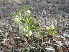Helleborus viridis viridis