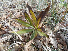 Helleborus viridis viridis