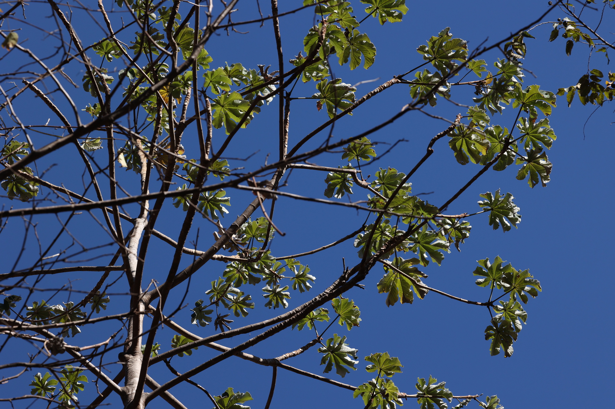 Bois Canot (Cecropia peltata)