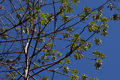 Bois Canot (Cecropia peltata)