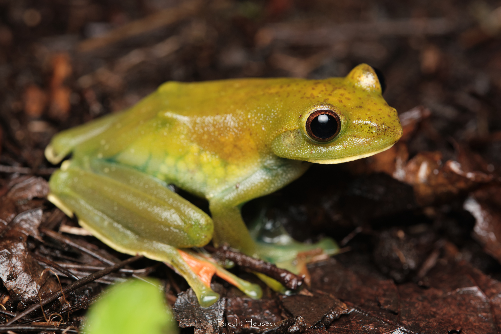Bengkulu Flying Frog photo 6