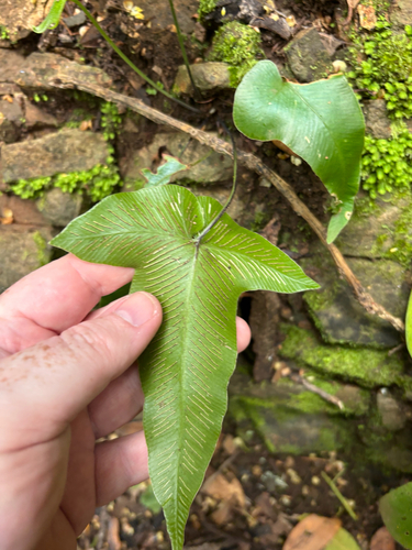 Hart’s tongue fern (Asplenium hemionitis)