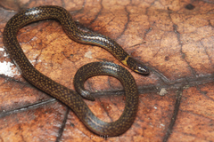 Padang Reed Snake photo 1